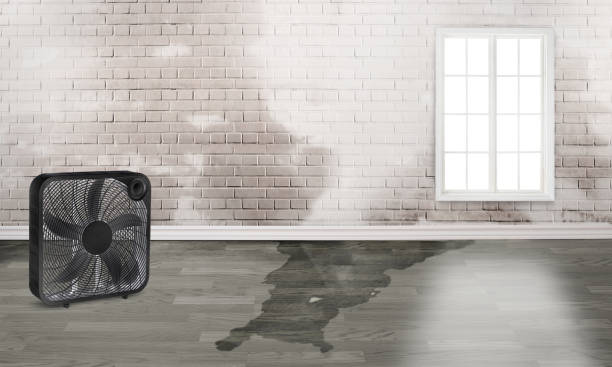 Best Water damage restoration near me  in Little River Academy, TX